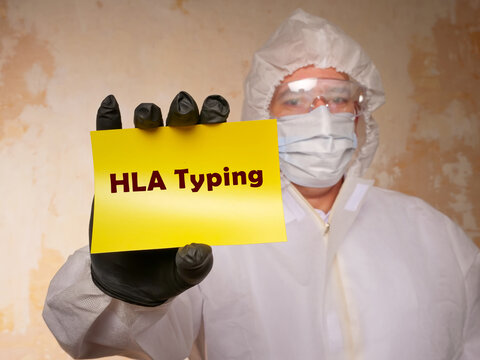 Medical concept meaning HLA Typing Human Leukocyte Antigen with phrase on the sheet.