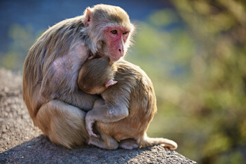 lonely hungry monkey in india