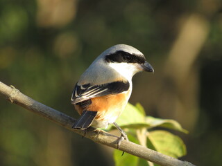 long tel shrike