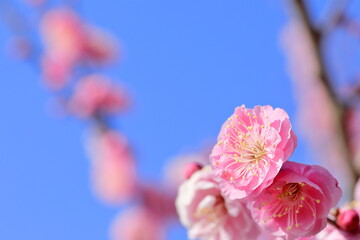 日本の梅園の梅