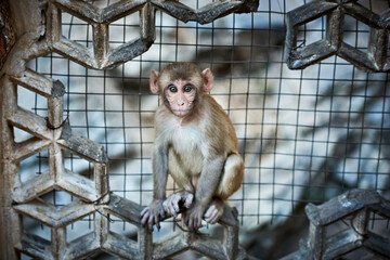 lonely hungry monkey in india