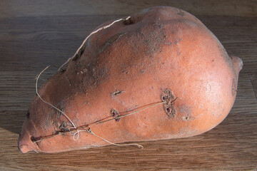 Nahaufnahme einer Süsskartoffel, die anfängt Wurzeln zu schlagen