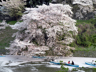 千鳥ヶ淵の桜
