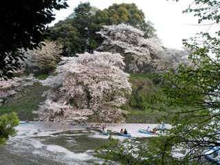 千鳥ヶ淵の桜