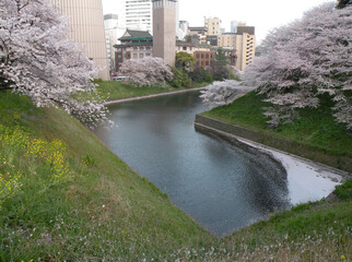 千鳥ヶ淵の桜