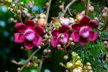 orchid flowers