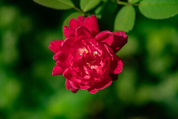 red rose in the garden