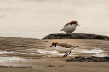 Red-capped Plover pulling a worm from sand at Nairns Reserve Western Australia