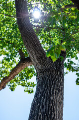 Fototapeta premium tree in the forest