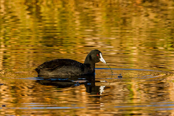 Eurasian Coot with reed in mouth at Bigswamp parkland, Bunbury Western Australia