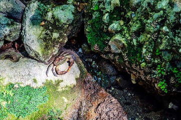 Freshwater crab and butterflies in the valley of butterflies or in the valley of Petaloudes. Rhodes, Greece.