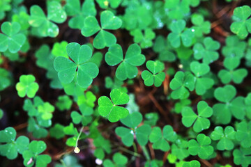 Background from plant clover four leaf. Irish traditional symbol. St.Patrick 's Day.