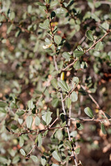 Simple alternate distally emarginate oblanceolate entirely margined leaves of Bigpod Buckbrush, Ceanothus Megacarpus, Rhamnaceae, native shrub in Topanga State Park, Santa Monica Mountains, Winter.