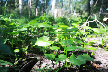 Bright spring greens at dawn in the forest. Nature comes to life in early spring.