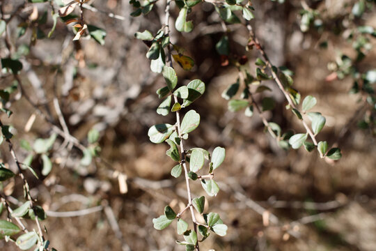 Simple alternate distally emarginate oblanceolate entirely margined leaves of Bigpod Buckbrush, Ceanothus Megacarpus, Rhamnaceae, native shrub in Topanga State Park, Santa Monica Mountains, Winter.