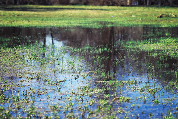 Bright spring greens at dawn in the forest. Nature comes to life in early spring.