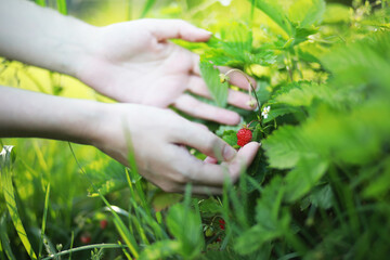 Farmer hand holding growing organic natural ripe red strawberry checking ripeness for picking hatvest. Tasty juice healthy berries plantation. Agricultural plant food business