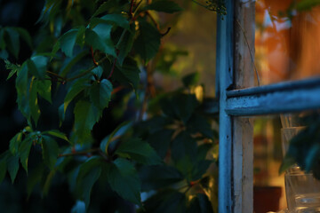 Bright spring greens at dawn in the forest. Nature comes to life in early spring.
