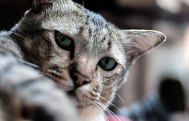 Naklejka premium close up portrait of a cat