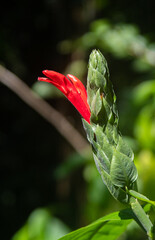 close up of a red rose