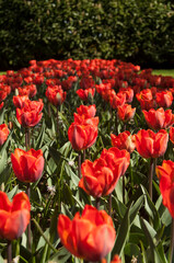 Group of red tulips in the park. Spring landscape.