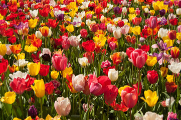 all colors of  tulip flowers in the garden, beautiful landscape, background.