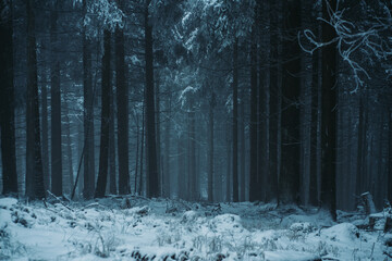 forest in winter © Phil