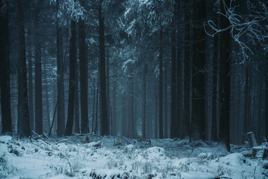 forest in winter