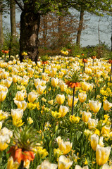 group yellow and white tulips flowers in garden. beautifull tulip background.