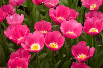 Obraz na płótnie Canvas groupd pink tulip flowers in garden.