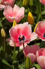 Fototapeta na wymiar all colors of tulip flowers in the garden, beautiful landscape, background.