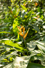 Obraz premium Disparo vertical de una planta con flores naranja bajo el cielo azul