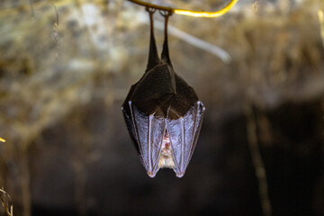 chauve souris