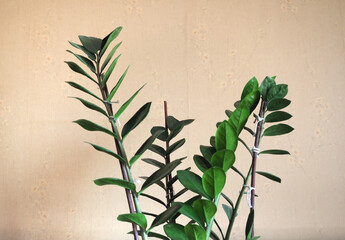 green zamia plant