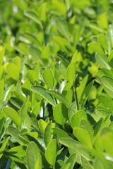 green leaves background