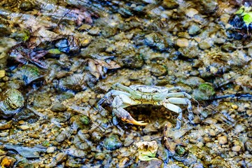 Freshwater crab in the valley of the butterflies or in the valley of Petaloudes. Rhodes, Greece.