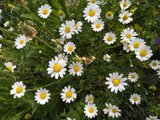 field of daisies