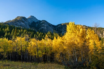 Birch trees forest turning yellow in autumn foliage season sunny day.