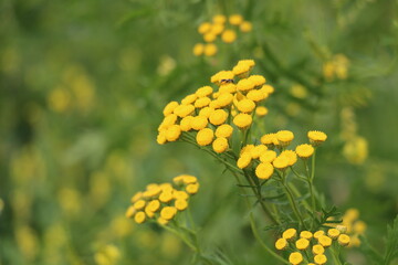 yellow flowers close up