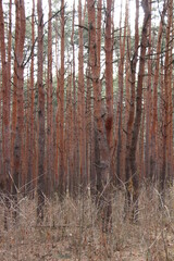 Fototapeta premium pine forest in autumn