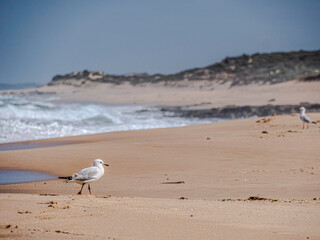 Gull Beach Scene