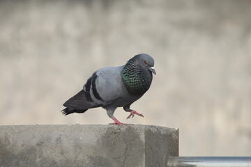 pigeon in the city