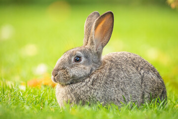 Easter gray rabbit on the green grass.