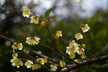 ロウバイ 臘梅