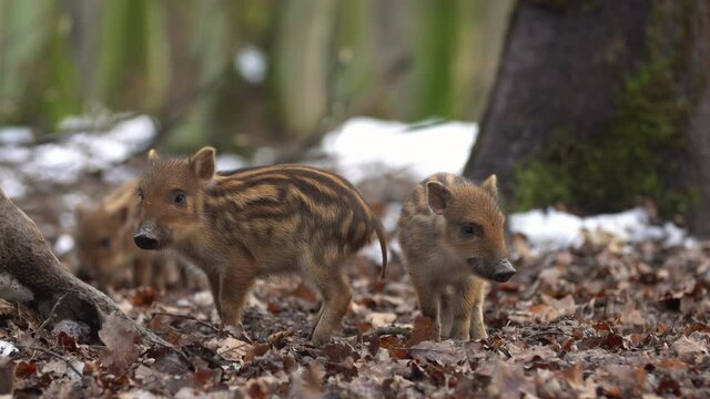 Closeup young wild boars Sus scrofa, excited piggy running off into dark woods. Wildlife scene of furry animals in natural habitat. Strong nose and well smell sense to search food in omnivorous mammal