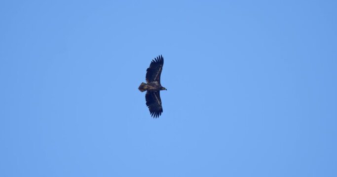 The white-tailed eagle in flight on Crna Mlaka fishpond