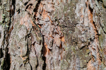 Close-up on a tree trunk and bark, background.