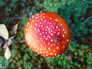 agaric, amanita, autumn, beautiful, biology, cap, closeup, colorful, danger, dangerous, drug, fly,...