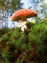 amanita muscaria poisonous mushroom in the grass. Fly Agaric Fungi on Forest floor. Toxic mushroom. 