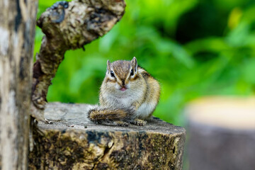 Lovely chipmunks in the woods